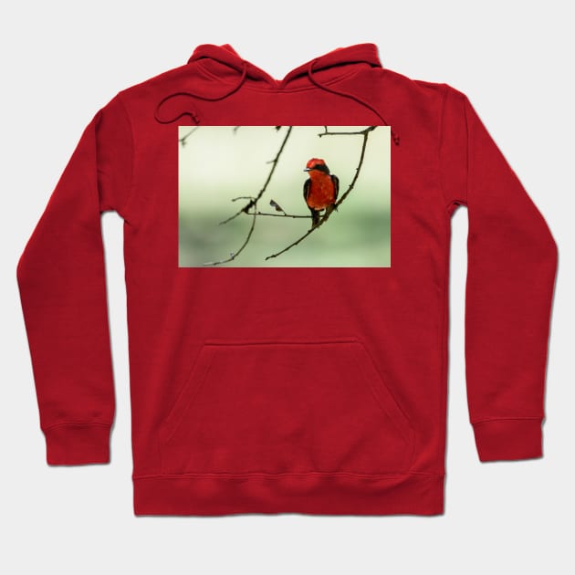 Little Red Beauty - Vermilion Flycatcher Hoodie by Debra Martz